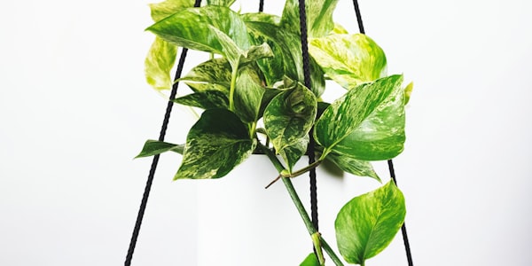 意大利米兰德比足球比赛现场球迷热烈气氛